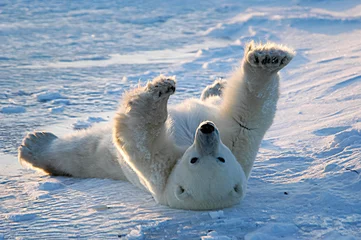 Fototapeten Eisbär erwacht und streckt sich in Churchill, Manitoba, Kanada © Dennis