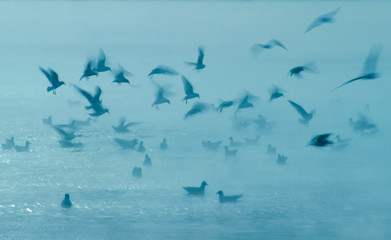 Herring Gulls in mornong mist, St. John's Harbour, Newfoundland, Canada