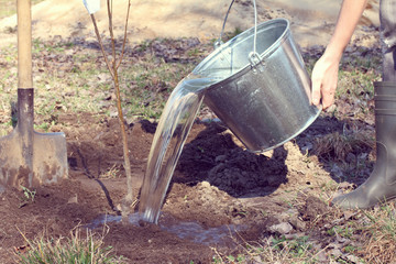 spring gardener works/ Water for watering a new tree pours out of a bucket