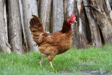 Pollo all'aperto su prato