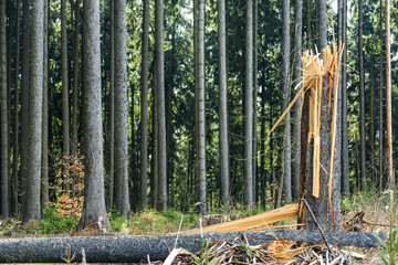 Broken tree by wind
