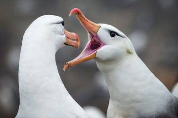 Black-browed Albatross Greeting, Falkland Islands - obrazy, fototapety, plakaty