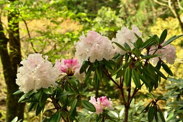 上津江シャクナゲ園