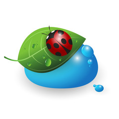Ladybird on a green leaf and a drop of water