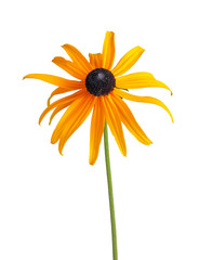 Single compound flower of a Rudbeckia isolated on white