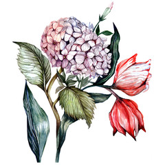 watercolor hydrangeas