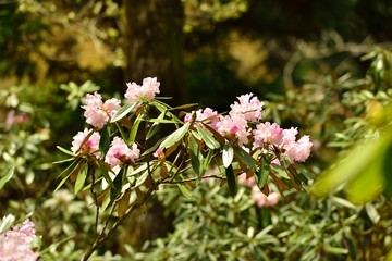 上津江シャクナゲ園