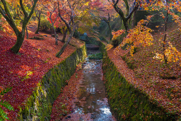 Fototapeta na wymiar Autumn leaves canal in Tofukuji temple