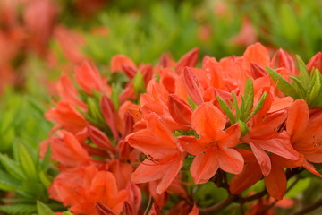 レンゲツツジの花