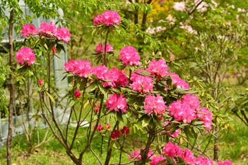 上津江シャクナゲ園