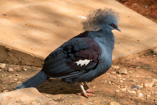 Great Crowned Pigeon