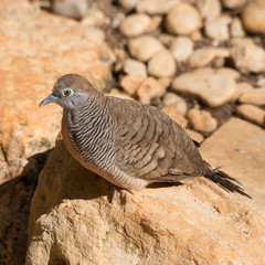 Zebra Dove