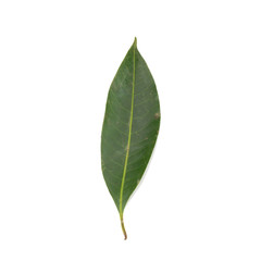 Obraz premium leaves. leaf. drity. rot. isolated on white background