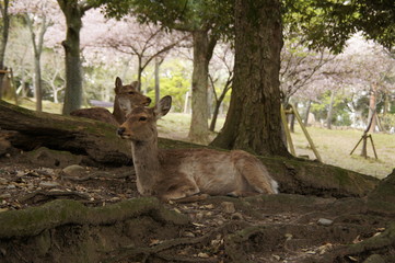 The deer which are in Nara Park