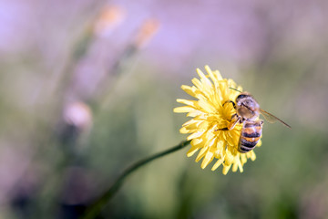 Bees carrying pollens from flowers