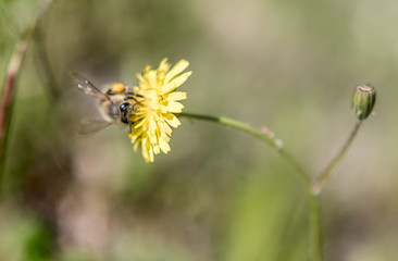 Bees carrying pollens from flowers