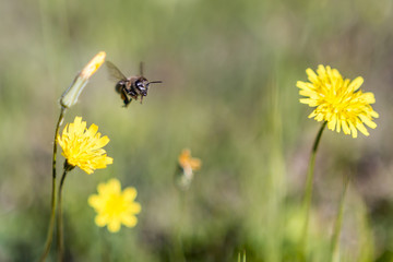 Bees carrying pollens from flowers