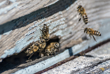 Bees carrying pollens from flowers