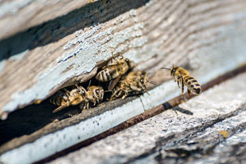 Bees carrying pollens from flowers