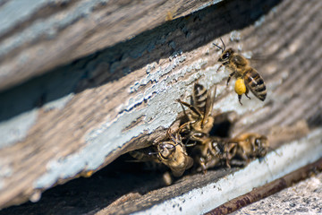 Bees carrying pollens from flowers