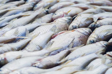 fish food close up fish drying in the steel grating 