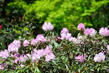 長安寺のシャクナゲ