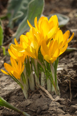 Crocuses flowers in the garden. Spring yellow flowers crocuses.