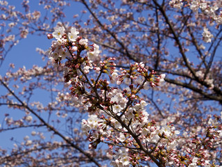 所沢航空記念公園の桜（アップ）