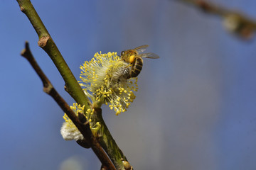 Bees are all in the dust of flowers