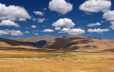 Herd of sheeps at wide valley steppe with yellow grass under a bright blue sky with white clouds on the background of mountain ranges Altai Siberia Russia