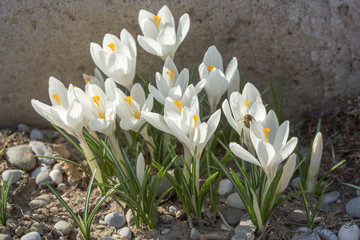 White crocus flowers in home garden