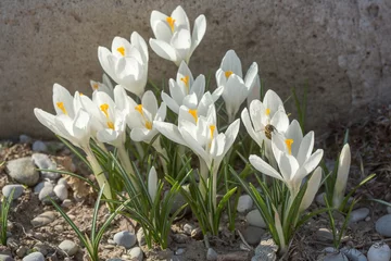 Photo sur Aluminium Crocus White crocus flowers in home garden