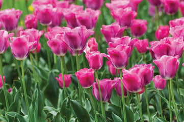 Obraz premium Pink tulips close-up