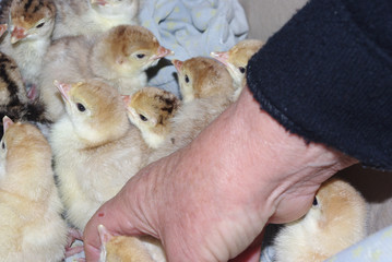 Closeup of cute little chicks and hand of a woman.