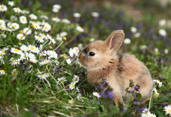 Fototapeta premium Śliczny króliczek królik w kolorowej łące