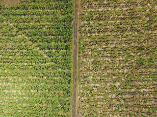 Champ de banane sur une ile de la caraïbe