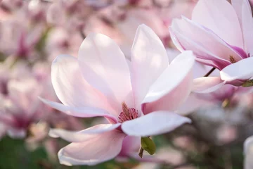 Tuinposter Magnolia Roze en witte magnolia