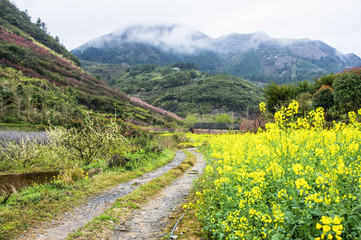 Countryside road in spring