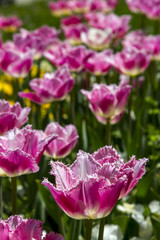 Naklejka premium lale