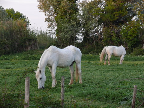 Wei&szlig;e Pferde in der Camargue