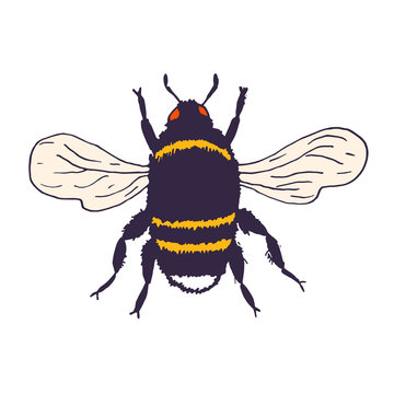 Vector bee illustration. Hand drawn ink sketch with bumblebee insect. Wild animal drawing