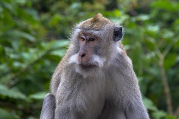 Naklejka na ściany i meble Affe im Monkeyforest Bali