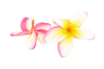 frangipani. plumeria. temple tree. graveyard tree. flower. isolated on white background