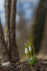 Snowdrop Flowers In City Park