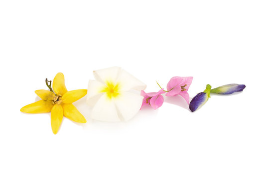 flower color yellow, white, pink, blue isolated on white background (plumeria, climbing ylang-ylang, pea butterfly, Bougainvillea)