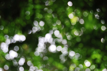 Green bokeh from trees