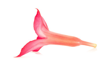  flower desert rose ro pink bigononia isolated on white background