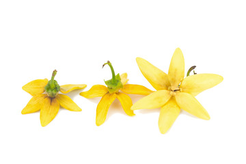 flower climbing ylang-ylang, climbing ilang-ilang, manorangini, hara-champa kantali champa isolated on white background