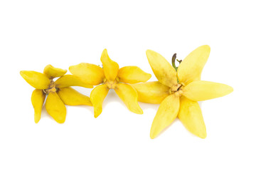 flower climbing ylang-ylang, climbing ilang-ilang, manorangini, hara-champa kantali champa isolated on white background