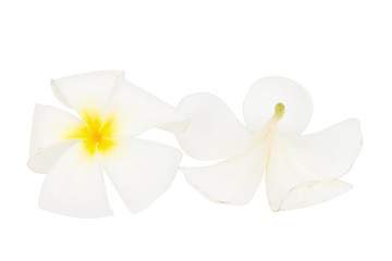 flower frangipani. plumeria. isolated on white background